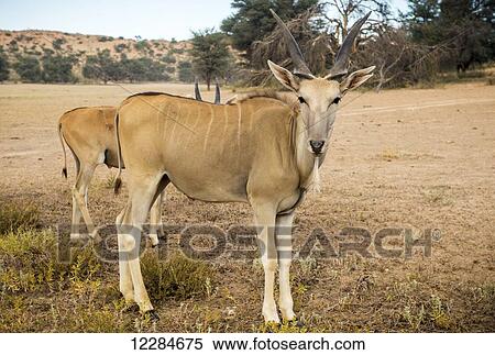 Eland (Taurotragus oryx) walking on a Namibian farm; Namibia View Large Photo Image Stock Photography - Eland (Taurotragus oryx) walking on a Namibian farm; Namibia. Fotosearch