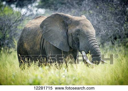 Elephant (elephantidae) feeding at Dinokeng Game Reserve; South Africa View Large Photo Image Stock Photography - Elephant (elephantidae) feeding at Dinokeng Game Reserve; South Africa. Fotosearch