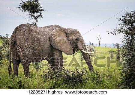 Elephant, Murchison Falls National Park; Uganda View Large Photo Image Stock Photograph - Elephant, Murchison Falls National Park; Uganda. Fotosearch