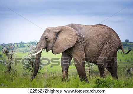Elephant, Murchison Falls National Park; Uganda View Large Photo Image Stock Photograph - Elephant, Murchison Falls National Park; Uganda. Fotosearch