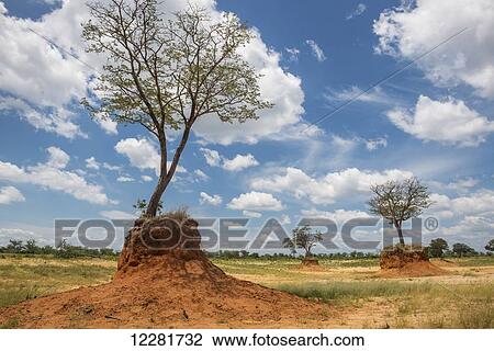 Stock Image - Elephant-rubbed tree, Chobe National Park; Kasane, Botswana. Fotosearch