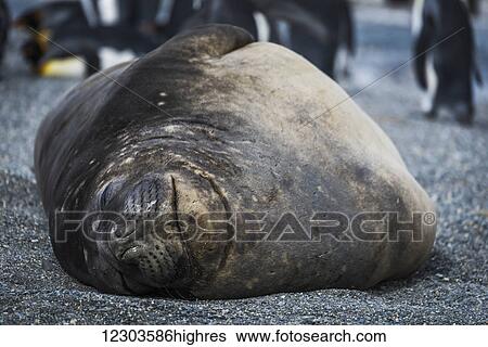 Elephant seal (Aptenodytes patagonicus) lying asleep on sandy beach with King penguins (Aptenodytes patagonicus) in the background; Antarctica View Large Photo Image Stock Photograph - Elephant seal (Aptenodytes patagonicus) lying asleep on sandy beach with King penguins (Aptenodytes patagonicus) in the background; Antarctica. Fotosearch