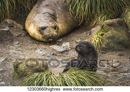 Elephant seal (Mirounga leonina) behind Antarctic fur seal pup (Arctocephalus gazella); Antarctica View Large Photo Image Stock Photograph - Elephant seal (Mirounga leonina) behind Antarctic fur seal pup (Arctocephalus gazella); Antarctica. Fotosearch