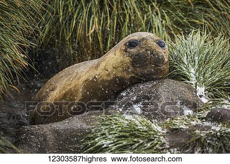 Elephant seal (Mirounga leonina) on rock looking at camera; Antarctica View Large Photo Image Stock Photograph - Elephant seal (Mirounga leonina) on rock looking at camera; Antarctica. Fotosearch