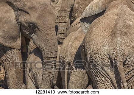 Stock Image - Elephants gather at a watering hole in Addo Elephant National Park; South Africa. Fotosearch
