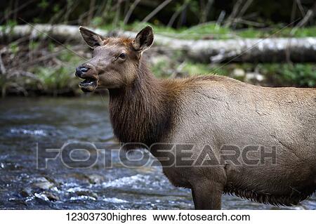 Stock Photograph - Elk (Cervus canadensis) standing in a river, ears alert and mouth open; Tennessee, United States of America. Fotosearch