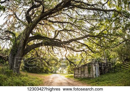 Stock Photograph - Entrance to a Florida cattle ranch; Gaitor, Florida, United States of America. Fotosearch
