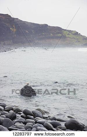 Eroding coastal cliffs of St. Paul Island along the Bering Sea, St. Paul Island, Southwestern Alaska, USA, Summer View Large Photo Image Stock Photo - Eroding coastal cliffs of St. Paul Island along the Bering Sea, St. Paul Island, Southwestern Alaska, USA, Summer. Fotosearch