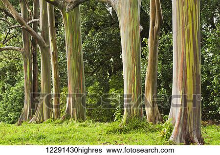Stock Photograph - Eucalyptus tree grove on the northeast side of Maui; Maui, Hawaii, United States of America. Fotosearch