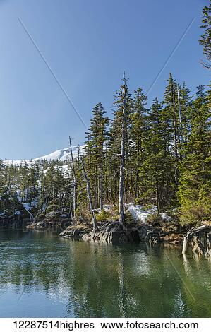 Stock Photograph - Evergreen trees and snow covered mountains reflect in the calm waters of Prince William Sound in winter; Whittier, Alaska, United States of America. Fotosearch