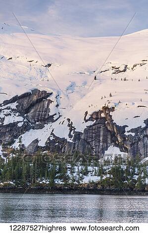 Stock Photograph - Evergreen trees grow on the shore of Kings Bay, Prince William Sound, snow covered peaks rising in the background; Whittier, Alaska, United States of America. Fotosearch