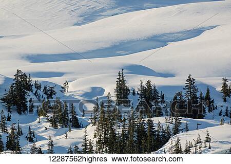 Stock Photograph - Evergreen trees in a snowy landscape high above Kings Bay, Prince William Sound; Whittier, Alaska, United States of America. Fotosearch