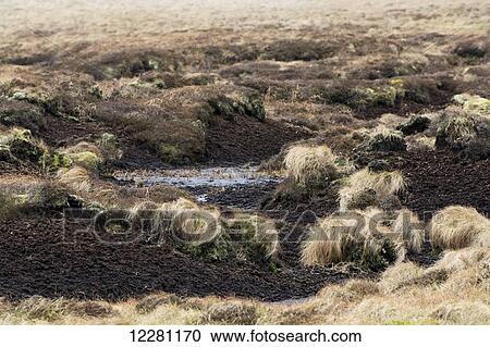 Exposed peat bog on moorland; North Yorkshire, England View Large Photo Image Stock Image - Exposed peat bog on moorland; North Yorkshire, England. Fotosearch