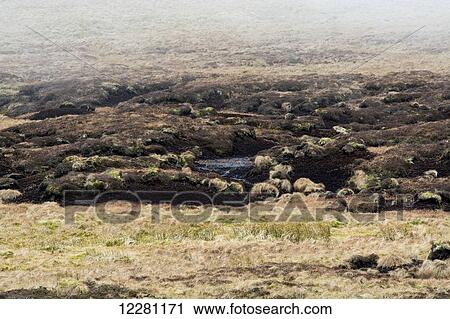 Exposed peat bog on moorland; North Yorkshire, England View Large Photo Image Stock Image - Exposed peat bog on moorland; North Yorkshire, England. Fotosearch