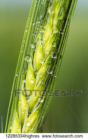Extreme close up of a green barley head with water droplets; Acme, Alberta, Canada View Large Photo Image Stock Photograph - Extreme close up of a green barley head with water droplets; Acme, Alberta, Canada. Fotosearch