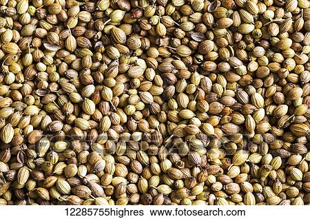 Stock Photograph - Extreme close up of coriander seeds; Calgary, Alberta, Canada. Fotosearch