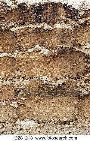Face of a silage clamp, cut using a shear grab to seal the face to stop air getting in; Cumbria, England View Large Photo Image Stock Image - Face of a silage clamp, cut using a shear grab to seal the face to stop air getting in; Cumbria, England. Fotosearch