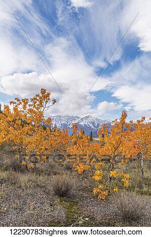 Fall color along the Alaska Highway, Kluane National Park, Kluane Range, St. Elias Mountains. View Large Photo Image Stock Photograph - Fall color along the Alaska Highway, Kluane National Park, Kluane Range, St. Elias Mountains.. Fotosearch