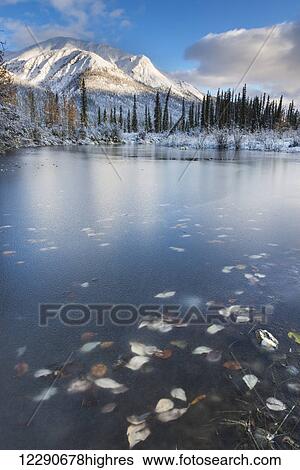 Stock Photograph - Fall leaves caught in the frozen surface of a pond in the Brooks Range near the Dalton Highway, Arctic Alaska. Fotosearch