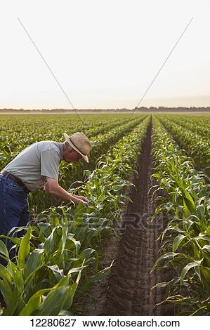 Stock Photo - Farmer checking for signs of insect pest damage and leaf disease, knee high conventional till corn; England, Arkansas, United States of America. Fotosearch
