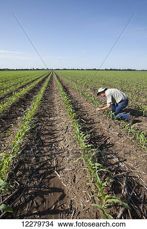 Picture - Farmer checking young corn plants at five to six leaf stage for insect pests, reduced tillage method; England, Arkansas, United States of America. Fotosearch