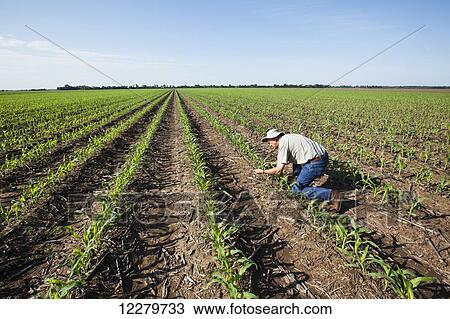 Farmer checking young corn plants at five to six leaf stage for insect pests, reduced tillage method; England, Arkansas, United States of America View Large Photo Image Stock Image - Farmer checking young corn plants at five to six leaf stage for insect pests, reduced tillage method; England, Arkansas, United States of America. Fotosearch