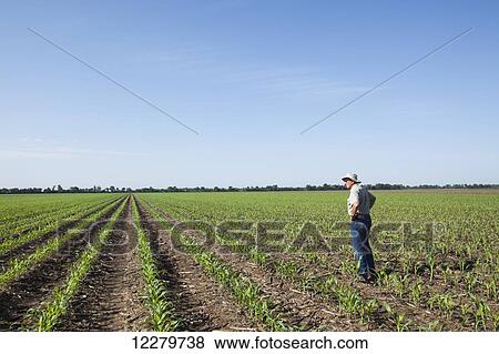 Stock Photo - Farmer checking young corn plants at five to six leaf stage for insect pests, reduced tillage method; England, Arkansas, United States of America. Fotosearch