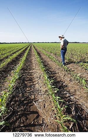 Farmer checking young corn plants at five to six leaf stage for insect pests, reduced tillage method; England, Arkansas, United States of America View Large Photo Image Stock Photograph - Farmer checking young corn plants at five to six leaf stage for insect pests, reduced tillage method; England, Arkansas, United States of America. Fotosearch