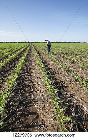 Stock Photography - Farmer checking young corn plants at five to six leaf stage for insect pests, reduced tillage method; England, Arkansas, United States of America. Fotosearch