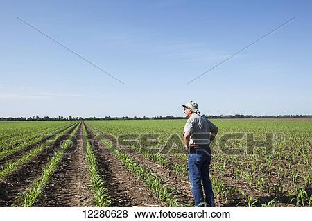Stock Photo - Farmer checking young plants for insect pests, corn at five to six leaf stage, reduced tillage method; England, Arkansas, United States of America. Fotosearch