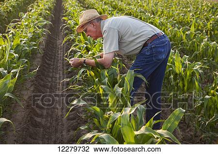 Stock Image - Farmer checks knee high, conventional till corn for signs of insect pest damage and leaf disease; England, Arkansas, United States of America. Fotosearch