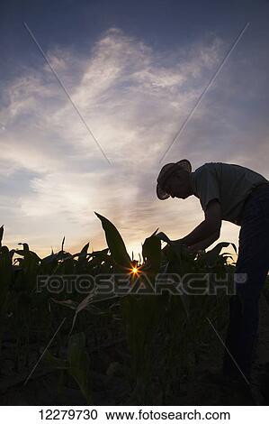 Stock Image - Farmer checks knee high corn at sunrise; England, Arkansas, United States of America. Fotosearch