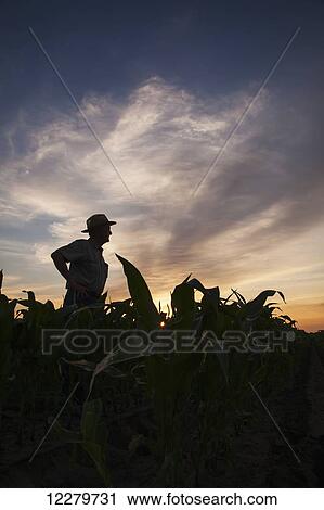 Stock Image - Farmer checks knee high corn at sunrise; England, Arkansas, United States of America. Fotosearch