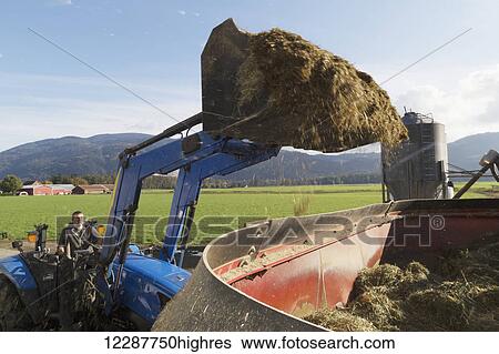 Stock Photograph - Farmer drops bucket of feed into the mixer with a front end loader, mixing feed for the cows with straw, hay and silage; Dewdney, British Columbia, Canada. Fotosearch