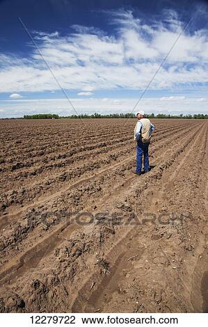 Farmer standing in a conventionally tilled field after harvest with furrows for irrigation; England, Arkansas, United States of America View Large Photo Image Stock Image - Farmer standing in a conventionally tilled field after harvest with furrows for irrigation; England, Arkansas, United States of America. Fotosearch