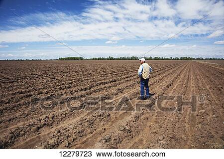 Farmer standing in a conventionally tilled field after harvest with furrows for irrigation; England, Arkansas, United States of America View Large Photo Image Stock Image - Farmer standing in a conventionally tilled field after harvest with furrows for irrigation; England, Arkansas, United States of America. Fotosearch