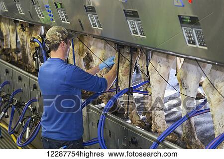 Farmer stands behind the cows attaching suction to udders, Parallel 16 milking parlour; Dewdney, British Columbia, Canada View Large Photo Image Stock Photograph - Farmer stands behind the cows attaching suction to udders, Parallel 16 milking parlour; Dewdney, British Columbia, Canada. Fotosearch