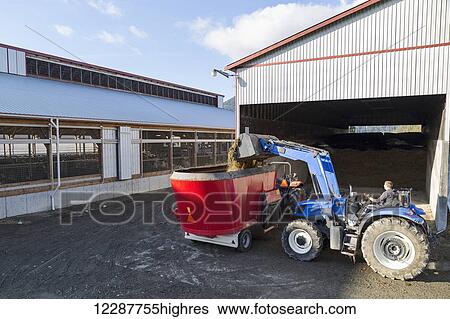 Stock Photograph - Farmer uses tractor with bucket of hay, straw and silage to mix up in the feeder, barn with cows in the background; Dewdney, British Columbia, Canada. Fotosearch