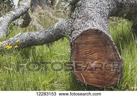Stock Image - Felled koa tree (Koa acacia) along Mana Road at the base of Mauna Kea, near Waimea; Island of Hawaii, Hawaii, United States of America. Fotosearch
