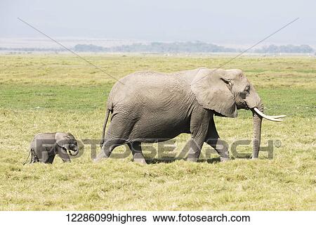 Stock Photograph - Female African elephant (Loxodonta africana) followed by young calf, Amboseli National Park; Kenya. Fotosearch