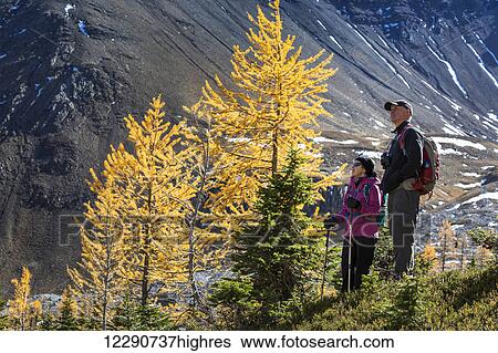 Female and male hiker standing next to colourful brightly lit larch trees in autumn with a mountain cliff in the background, Kananaskis Provincial Park; Alberta, Canada View Large Photo Image Stock Photograph - Female and male hiker standing next to colourful brightly lit larch trees in autumn with a mountain cliff in the background, Kananaskis Provincial Park; Alberta, Canada. Fotosearch