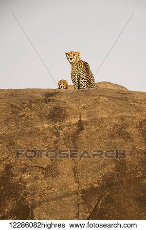 Stock Photograph - Female cheetah (Acinonyx jubatus) and small cub peer from rock outcrop, Serengeti National Park; Tanzania. Fotosearch