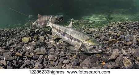 Stock Photograph - Female Chum Salmon (Oncorhynchus keta) sniffing the water where she is building her redd as a male guards.. Fotosearch