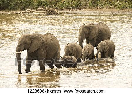 Stock Photograph - Female elephants (Loxodonta africana) with young calves crossing the Mara River in Serengeti National Park; Tanzania. Fotosearch