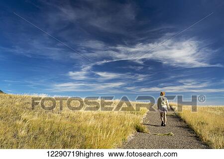 Stock Photograph - Female hiker ascending a hilly trail between grassy fields with dramatic clouds and blue sky; Waterton, Alberta, Canada. Fotosearch