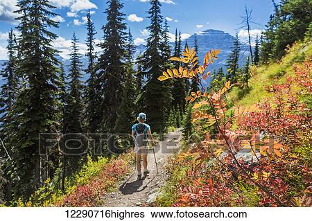 Stock Photograph - Female hiker with poles along a mountain trail with autumn colours and blue sky; Waterton, Alberta, Canada. Fotosearch