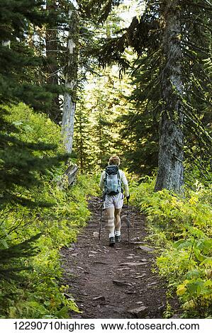 Stock Photograph - Female hiker with poles on forest trail; Waterton, Alberta, Canada. Fotosearch