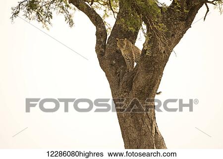 Stock Photograph - Female Leopard (Panthera pardus) stares from tree, Serengeti National Park; Tanzania. Fotosearch