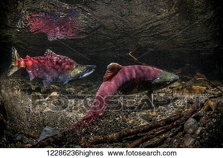 Female Sockeye Salmon (Oncorhynchus nerka) digging her redd in an Alaskan stream during early summer. View Large Photo Image Stock Photograph - Female Sockeye Salmon (Oncorhynchus nerka) digging her redd in an Alaskan stream during early summer.. Fotosearch