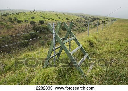 Stock Image - Fence stile at Kahoe Restoration Area on Kohala Range, extensive koa (Koa acacia) tree plantings protected against feral pigs by fencing; Kamuela, Island of Hawaii, Hawaii, United States of America. Fotosearch